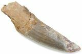 Bargain, Fossil Spinosaurus Tooth - Real Dinosaur Tooth #376393-1